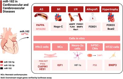 Role of miR-182 in cardiovascular and cerebrovascular diseases